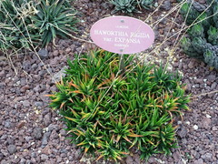 Haworthia