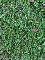 Eurhynchium