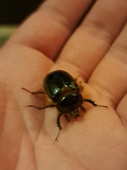 Pleocoma dubitabilis dubitabilis