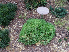 Haworthia