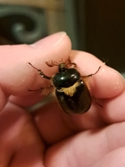 Pleocoma dubitabilis dubitabilis