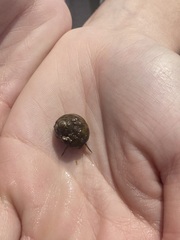 Trochoidea