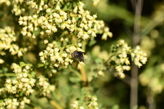 Copestylum violaceum