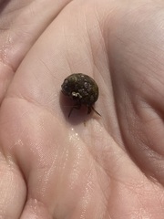Trochoidea