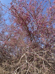 Securidaca longepedunculata