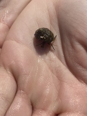Trochoidea