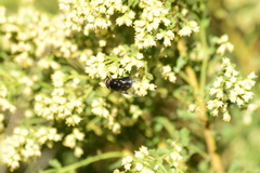 Copestylum violaceum