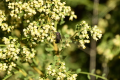 Copestylum violaceum