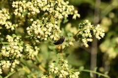 Copestylum violaceum