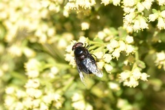 Copestylum violaceum