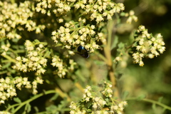 Copestylum violaceum