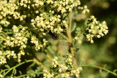 Copestylum violaceum