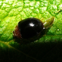 Scymnus kansanus