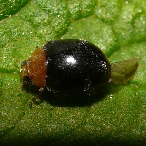 Kansas Lady Beetle