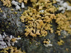 Xanthomendoza