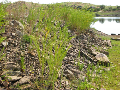 Gomphocarpus fruticosus image