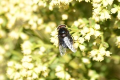 Copestylum violaceum