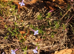 Lobelia neglecta