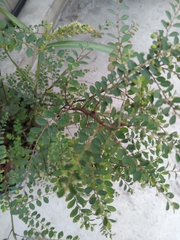 Phyllanthus