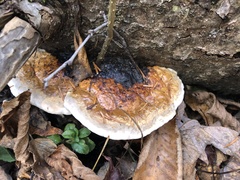 Fomitopsis pinicola