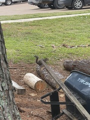 Sciurus carolinensis carolinensis