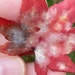 Sawadaea polyfida - Photo (c) Bonnie Semmling, algunos derechos reservados (CC BY), subido por Bonnie Semmling