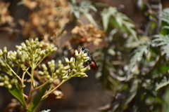 Sphex peruanus