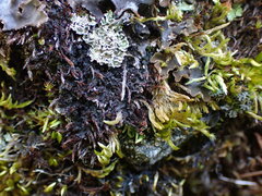 Scytinium lichenoides