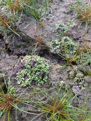 Riccia huebeneriana