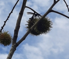 Synoeca septentrionalis