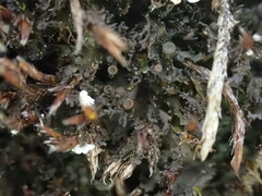 Scytinium lichenoides