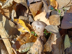 Myriostoma coliforme