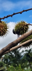 Synoeca septentrionalis