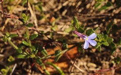 Lobelia neglecta