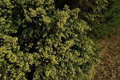 Baccharis