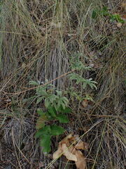 Lupinus sericeus