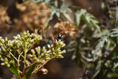 Sphex peruanus