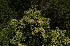 Baccharis