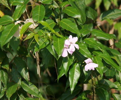 Bignonia binata image