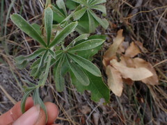 Lupinus sericeus