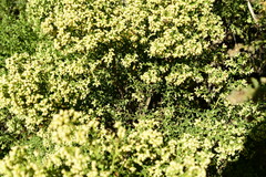 Baccharis