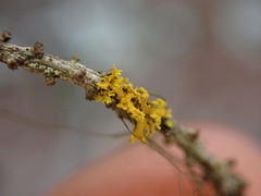 Xanthomendoza