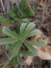 Lupinus sericeus