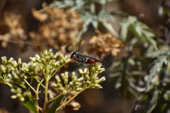 Sphex peruanus