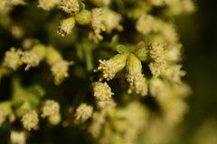 Baccharis