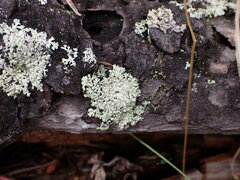 Parmeliopsis ambigua