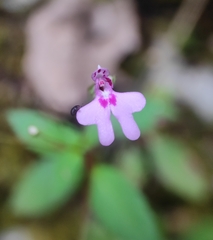 Impatiens goughii