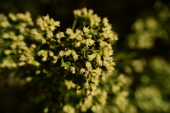 Baccharis