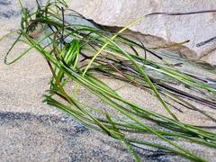 Phyllospadix