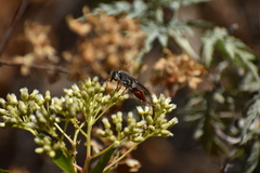 Sphex peruanus